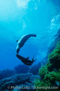 California sea lion, Zalophus californianus, Guadalupe Island (Isla Guadalupe)