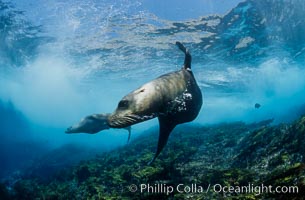 California sea lion, Coronados Islands, Zalophus californianus, Coronado Islands (Islas Coronado)