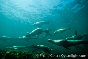 California sea lions, San Benito Islands, Zalophus californianus, San Benito Islands (Islas San Benito)