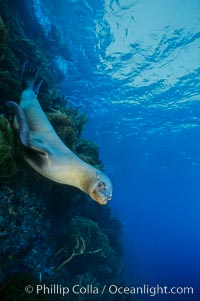 California sea lion, Zalophus californianus, Guadalupe Island (Isla Guadalupe)