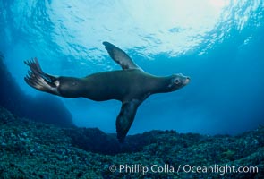 California sea lion, Coronado Islands, Zalophus californianus, Coronado Islands (Islas Coronado)