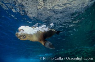 California sea lion, juvenile, bubble display, Zalophus californianus, Guadalupe Island (Isla Guadalupe)