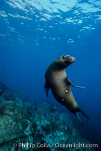 California sea lion, Coronado Islands, Zalophus californianus, Coronado Islands (Islas Coronado)