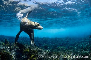 California sea lion.