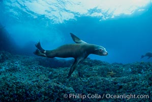 California sea lion, Coronado Islands, Zalophus californianus, Coronado Islands (Islas Coronado)