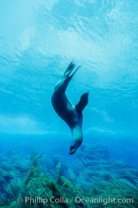 California sea lion, Zalophus californianus, Guadalupe Island (Isla Guadalupe)