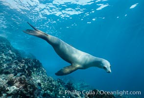 California sea lion, Coronado Islands.