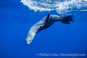 California sea lion, Zalophus californianus, Guadalupe Island (Isla Guadalupe)