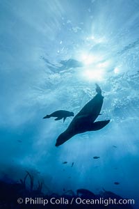 California sea lion.