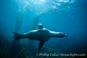 California sea lion, San Benito Islands, Zalophus californianus, San Benito Islands (Islas San Benito)