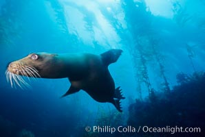 California sea lion, San Benito Islands, Zalophus californianus, San Benito Islands (Islas San Benito)