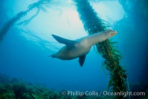 California sea lion, San Benito Islands, Zalophus californianus, San Benito Islands (Islas San Benito)