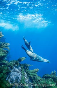 California sea lion mother and pup swimming over kelp-covered reef at the base of Isla Afuera, Guadalupe Island, Mexico