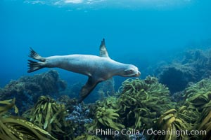 California sea lion, Zalophus californianus, Guadalupe Island (Isla Guadalupe)