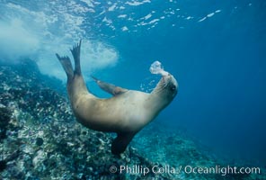 California sea lion, Los Coronado Islands, Zalophus californianus, Coronado Islands (Islas Coronado)