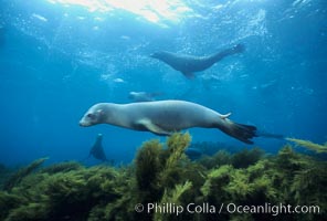 California sea lion, Islas San Benito, Zalophus californianus, San Benito Islands (Islas San Benito)