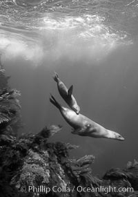 California sea lion mother and pup, Zalophus californianus, Guadalupe Island (Isla Guadalupe)