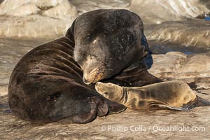 California sea lion nuzzles a huge adult male bull.  This is unusual behavior but the bull accepted the tiny pup and did not push it away or injure it, Zalophus californianus, La Jolla