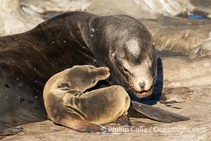 California sea lion nuzzles a huge adult male bull.  This is unusual behavior but the bull accepted the tiny pup and did not push it away or injure it, Zalophus californianus, La Jolla