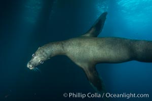 California sea lion at oil rig Eureka, underwater, among the pilings supporting the oil rig, Zalophus californianus, Long Beach