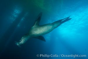 California sea lion at oil rig Eureka, underwater, among the pilings supporting the oil rig, Zalophus californianus, Long Beach