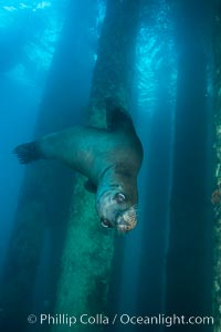 California sea lion at oil rig Eureka, underwater, among the pilings supporting the oil rig, Zalophus californianus, Long Beach