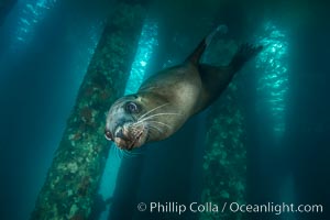 California sea lion at oil rig Eureka, underwater, among the pilings supporting the oil rig.