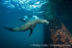 California sea lion at oil rig Eureka, underwater, among the pilings supporting the oil rig.