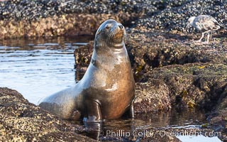 California Sea Lion at Point La Jolla, San Diego, California, Zalophus californianus