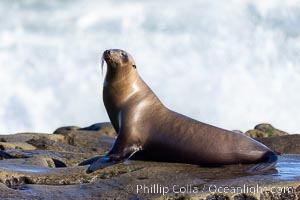 California Sea Lion at Point La Jolla, San Diego, California