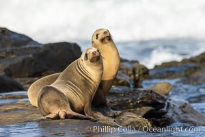 Two adult female California Sea Lions, Portrait, La Jolla