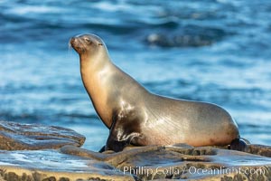 California Sea Lion portrait, La Jolla, California, Zalophus californianus