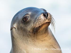 California sea lion portrait, La Jolla, Zalophus californianus