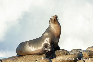 California Sea Lion Posing of Rocks in La Jolla, high surf crashing in the background