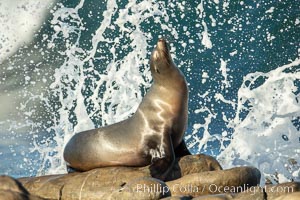 California Sea Lion Posing of Rocks in La Jolla, high surf crashing in the background