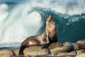 California Sea Lion Posing of Rocks in La Jolla, high surf crashing in the background