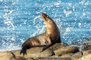 California Sea Lion Posing of Rocks in La Jolla, high surf crashing in the background