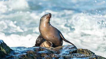 California Sea Lion Posing of Rocks in La Jolla, near San Diego California, Zalophus californianus