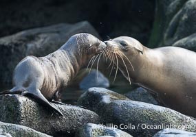 California sea lion pup and mother nuzzling, La Jolla Cove