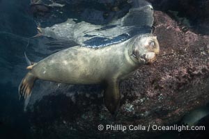 California sea lion pup at the Coronado Islands, Mexico, inquisitive of the photographer, underwater, Zalophus californianus, Coronado Islands (Islas Coronado)