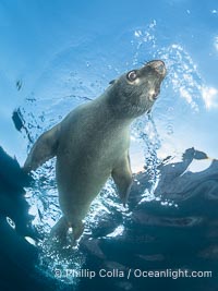 California sea lion pup at the Coronado Islands, Mexico, inquisitive of the photographer, underwater, Zalophus californianus, Coronado Islands (Islas Coronado)