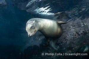 California sea lion pup at the Coronado Islands, Mexico, inquisitive of the photographer, underwater, Zalophus californianus, Coronado Islands (Islas Coronado)