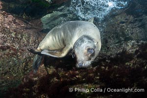 California sea lion pup at the Coronado Islands, Mexico, inquisitive of the photographer, underwater, Zalophus californianus, Coronado Islands (Islas Coronado)