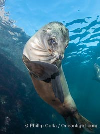 California sea lion pup at the Coronado Islands, Mexico, inquisitive of the photographer, underwater, Zalophus californianus, Coronado Islands (Islas Coronado)