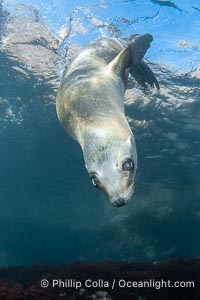 California sea lion pup at the Coronado Islands, Mexico, inquisitive of the photographer, underwater, Zalophus californianus, Coronado Islands (Islas Coronado)