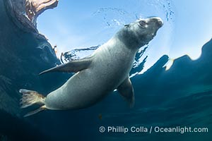 California sea lion pup at the Coronado Islands, Mexico, inquisitive of the photographer, underwater, Zalophus californianus, Coronado Islands (Islas Coronado)