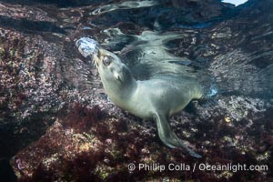 California sea lion pup at the Coronado Islands, Mexico, inquisitive of the photographer, underwater, Zalophus californianus, Coronado Islands (Islas Coronado)