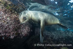 California sea lion pup at the Coronado Islands, Mexico, inquisitive of the photographer, underwater, Zalophus californianus, Coronado Islands (Islas Coronado)