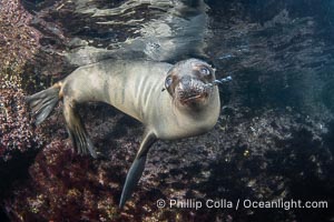 California sea lion pup at the Coronado Islands, Mexico, inquisitive of the photographer, underwater, Zalophus californianus, Coronado Islands (Islas Coronado)