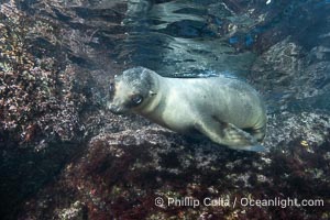 California sea lion pup at the Coronado Islands, Mexico, inquisitive of the photographer, underwater, Zalophus californianus, Coronado Islands (Islas Coronado)